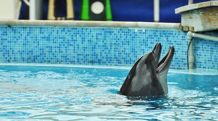 Delfinarium w KOKTEBEL/ KRYM – Ukraina