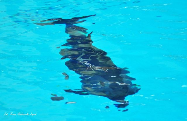 Delfinarium w KOKTEBEL/ KRYM