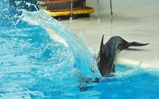 Delfinarium w KOKTEBEL/ KRYM