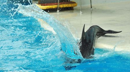 Delfinarium w KOKTEBEL/ KRYM – Ukraina