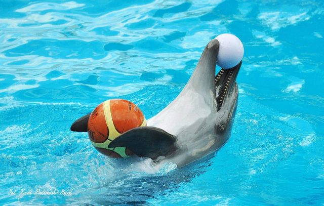 Delfinarium w KOKTEBEL/ KRYM