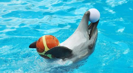 Delfinarium w KOKTEBEL/ KRYM – Ukraina
