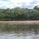 Flamingi