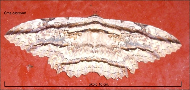 Olbrzym ciem