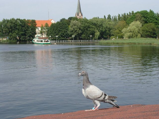 Szczecinek3