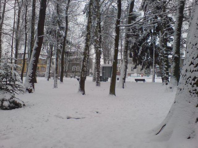 w parku miejskim zima