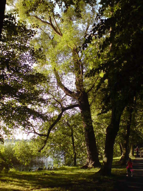 park miejski latem