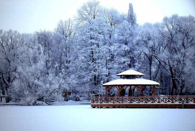 Park miejski w zimowym rozkwicie szczecinek