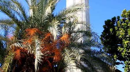 Larnaka -Meczet Kebir – Cypr