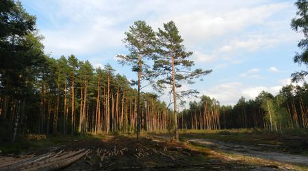 Lasy Puszczy Solskiej – Zamch, Polska