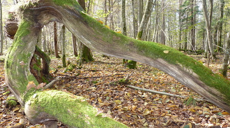 Puszcza – Białowieża, Polska