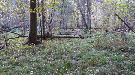Tam jest szlak – Białowieża, Polska