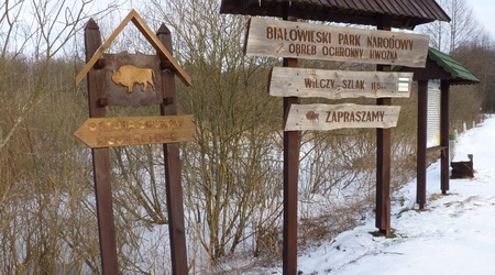 Wilczy szlak 1 – Białowieża, Polska
