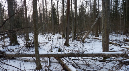 Wilczy szlak 2 – Białowieża, Polska