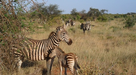 Sam 8218 – Mombasa, Kenia