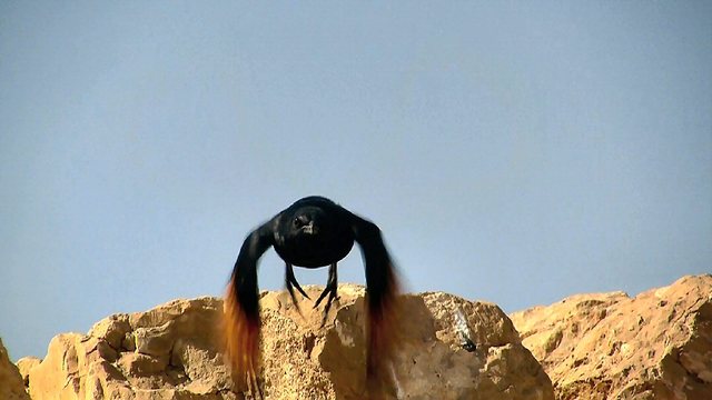 Masada, Izrael - twierdza pomnik