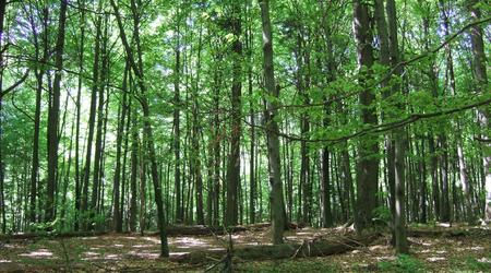Zwierzyniec – Roztocze, Polska