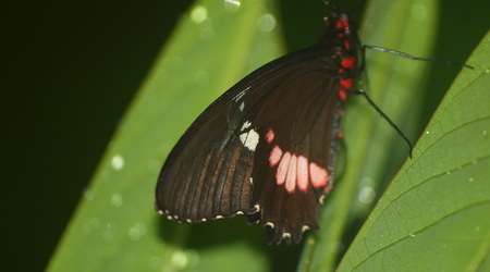 Motyle – Liberia, Kostaryka