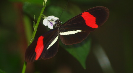Motyle – Liberia, Kostaryka