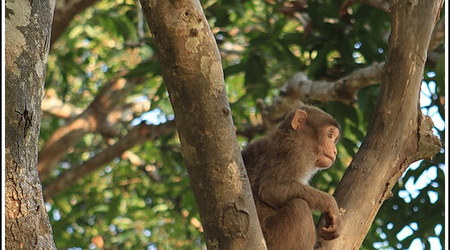 Chiang Rai – Tajlandia