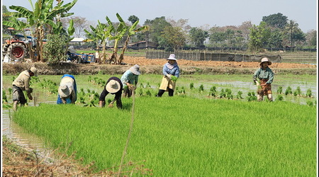Chiang Rai – Tajlandia