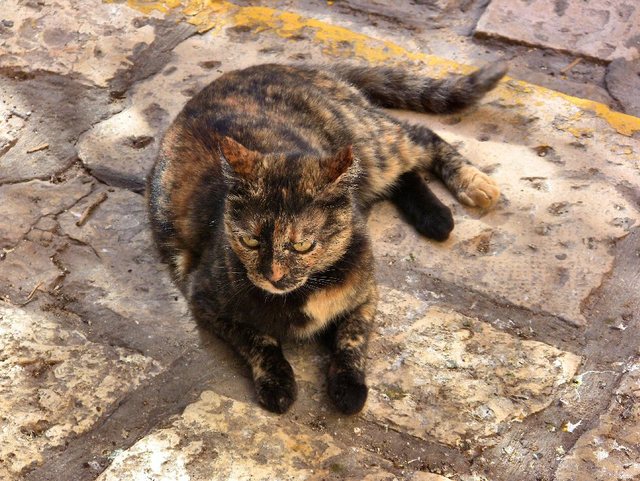 Jaffa 2012