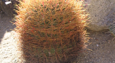 Poznajemy kaktusy  2 – Joshua Tree, Stany Zjednoczone Ameryki