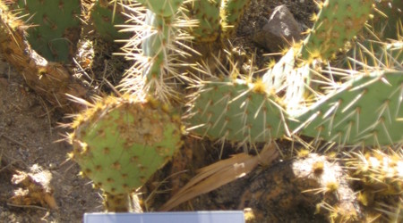 Poznajemy kaktusy  3 – Joshua Tree, Stany Zjednoczone Ameryki