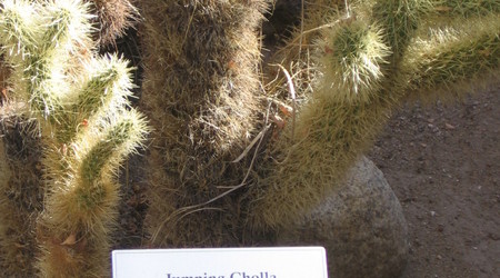Poznajemy kaktusy  10 – Joshua Tree, Stany Zjednoczone Ameryki