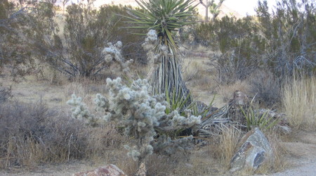 Joshua tree – Stany Zjednoczone Ameryki