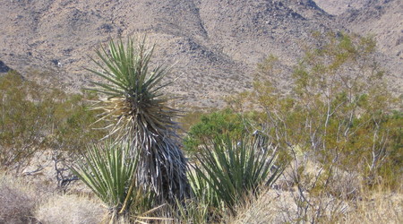 Joshua tree  2 – Stany Zjednoczone Ameryki