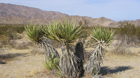 Joshua tree  3 – Stany Zjednoczone Ameryki