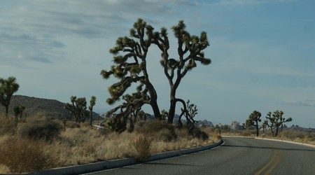 Joshua tree  4 – Stany Zjednoczone Ameryki