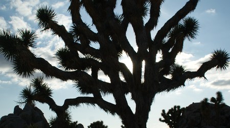 Joshua tree  5 – Stany Zjednoczone Ameryki