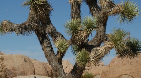 Joshua tree  6 – Stany Zjednoczone Ameryki