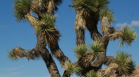 Joshua tree  7 – Stany Zjednoczone Ameryki