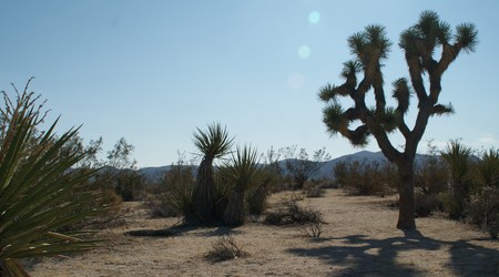 Joshua tree  8 – Stany Zjednoczone Ameryki