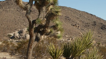Joshua tree  9 – Stany Zjednoczone Ameryki