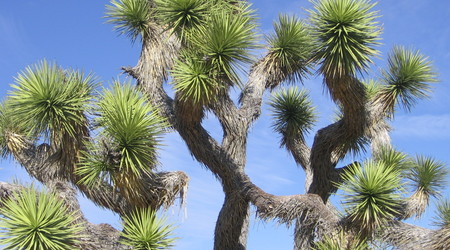 Joshua tree  11 – Stany Zjednoczone Ameryki