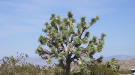 Joshua tree  13 – Stany Zjednoczone Ameryki