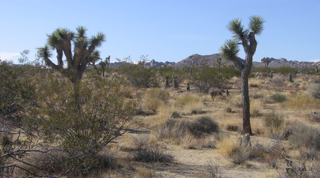 Joshua tree  14 – Stany Zjednoczone Ameryki