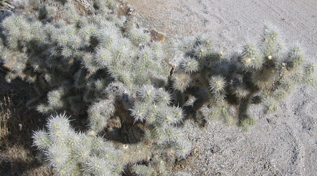 inne kaktusy – Joshua Tree, Stany Zjednoczone Ameryki