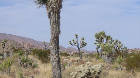 Joshua tree  16 – Stany Zjednoczone Ameryki