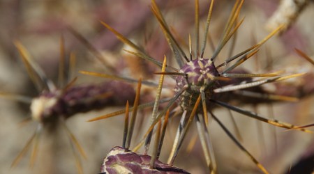 Poszukiwanie skalnego luku  14 – Joshua Tree, Stany Zjednoczone Ameryki