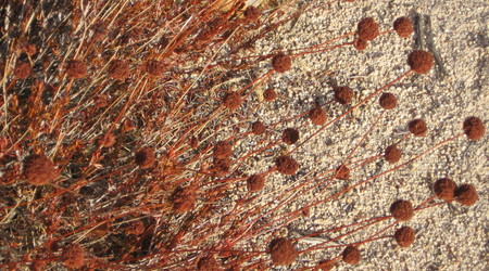 krzaczki – Joshua Tree, Stany Zjednoczone Ameryki