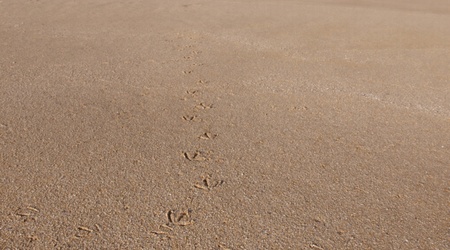 Oualidia - na plaży – Maroko