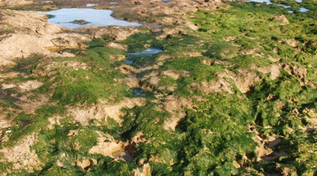 Oualidia - na plaży – Maroko