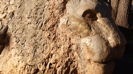 Ifrane - kamienny lew – Maroko