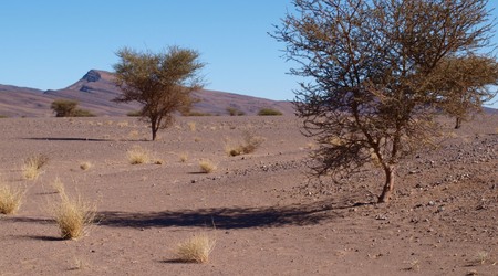 Erfoud - krajobraz pustynny – Maroko