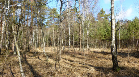 polana – Izabelin C, Polska